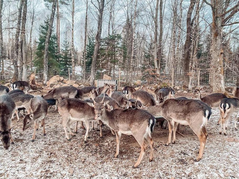 Damwildfarm In Rollerbue Suedschweden Villa Tyringe Exteriör bild