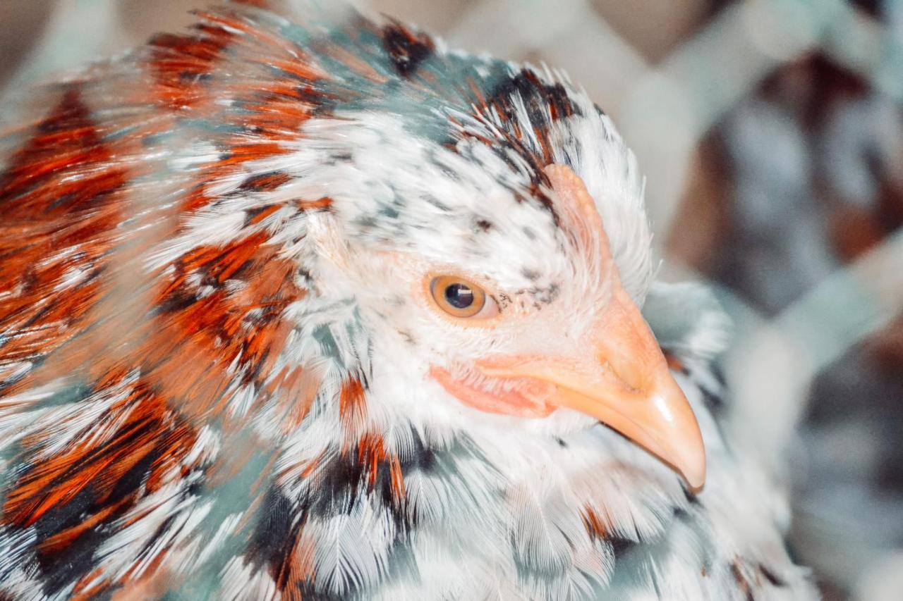 Damwildfarm In Rollerbue Suedschweden Villa Tyringe Exteriör bild