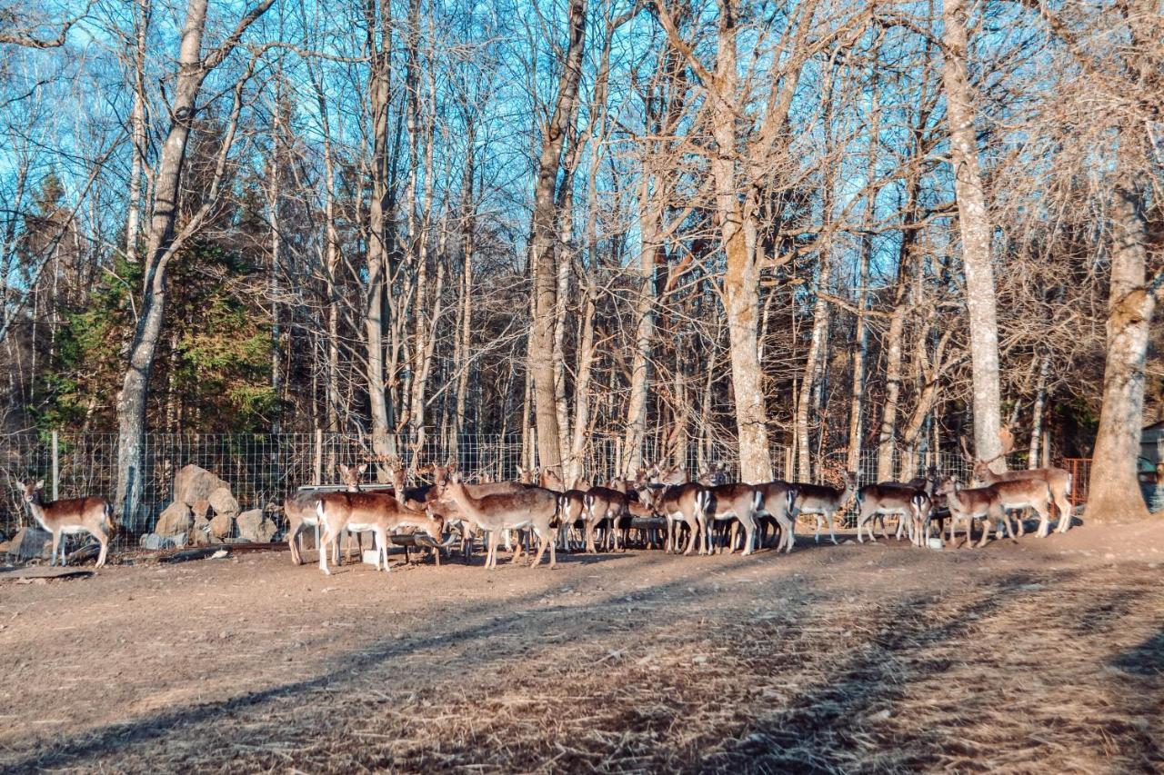 Damwildfarm In Rollerbue Suedschweden Villa Tyringe Exteriör bild
