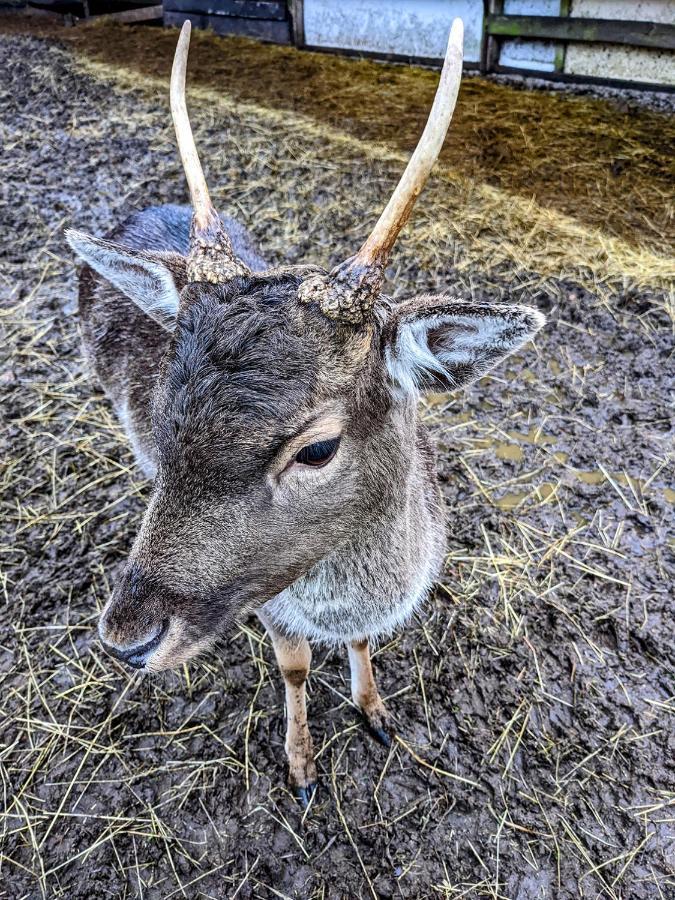 Damwildfarm In Rollerbue Suedschweden Villa Tyringe Exteriör bild