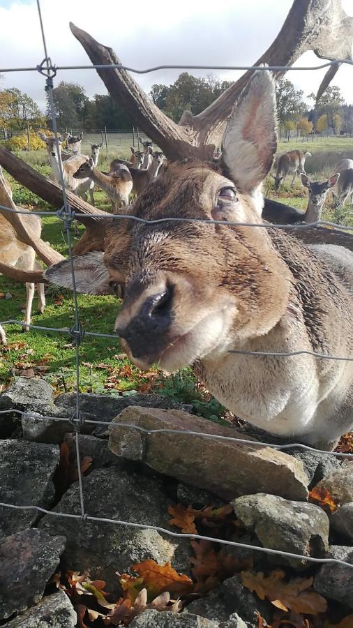 Damwildfarm In Rollerbue Suedschweden Villa Tyringe Exteriör bild
